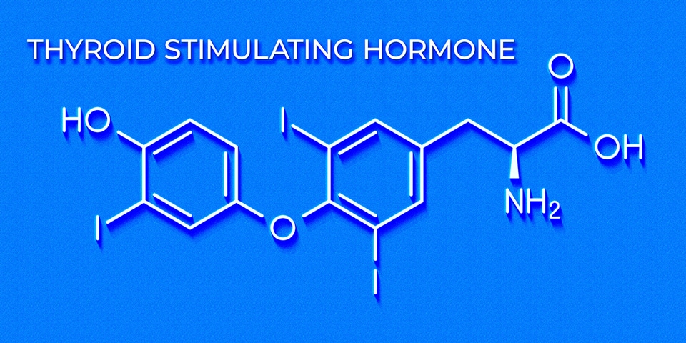 Hormonal Control in Menstrual Cycle & Thyroid