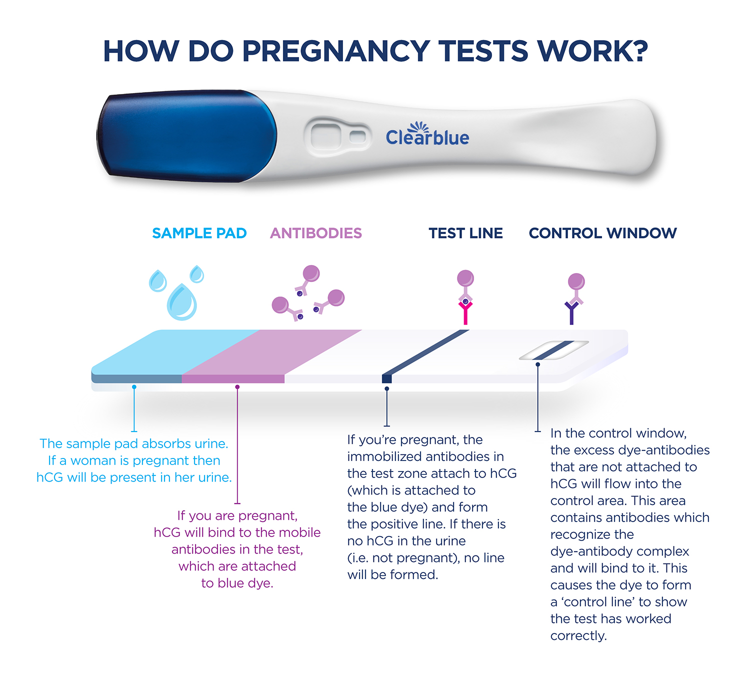 Clearblue HCG How Pregnancy Tests Work 