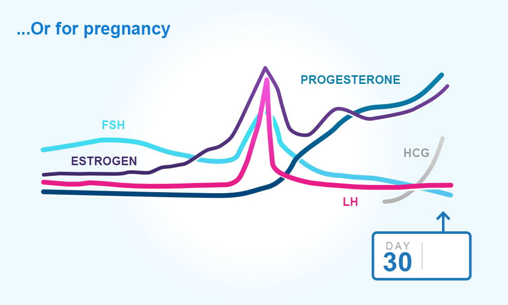 lh hormone during pregnancy