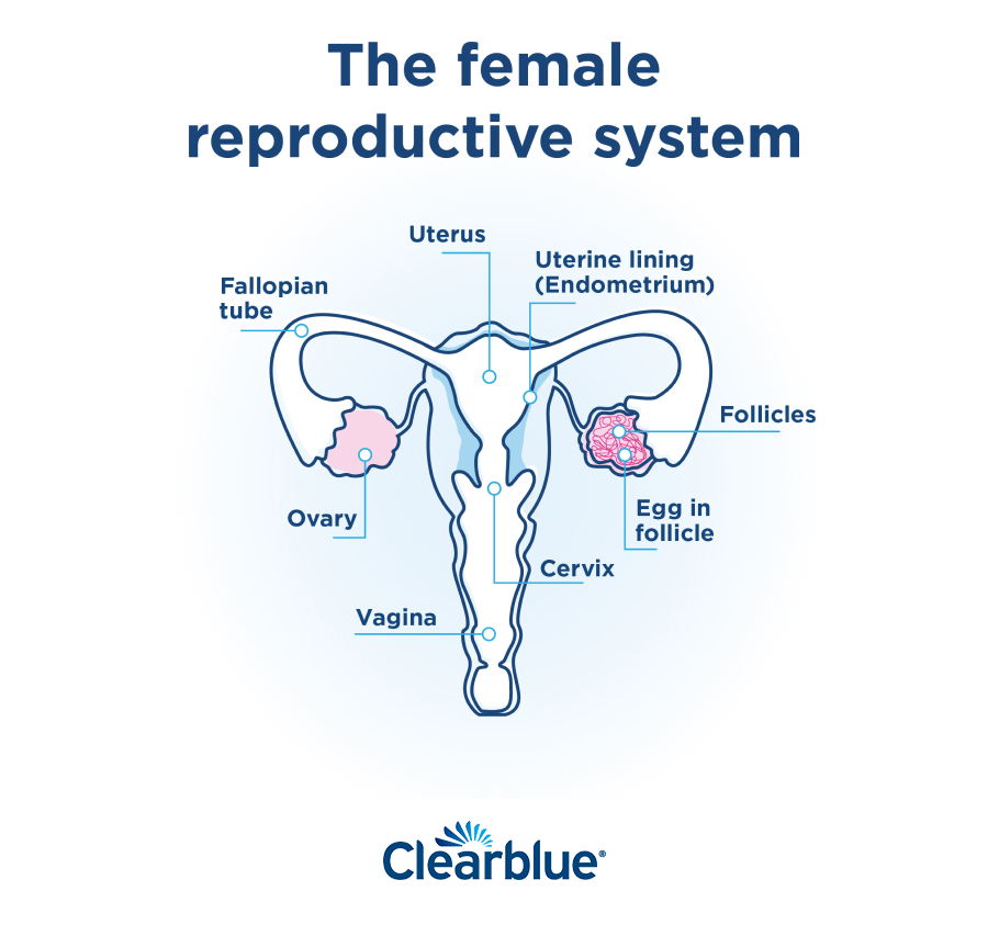 What is Ovulation? The What, When and How – Clearblue