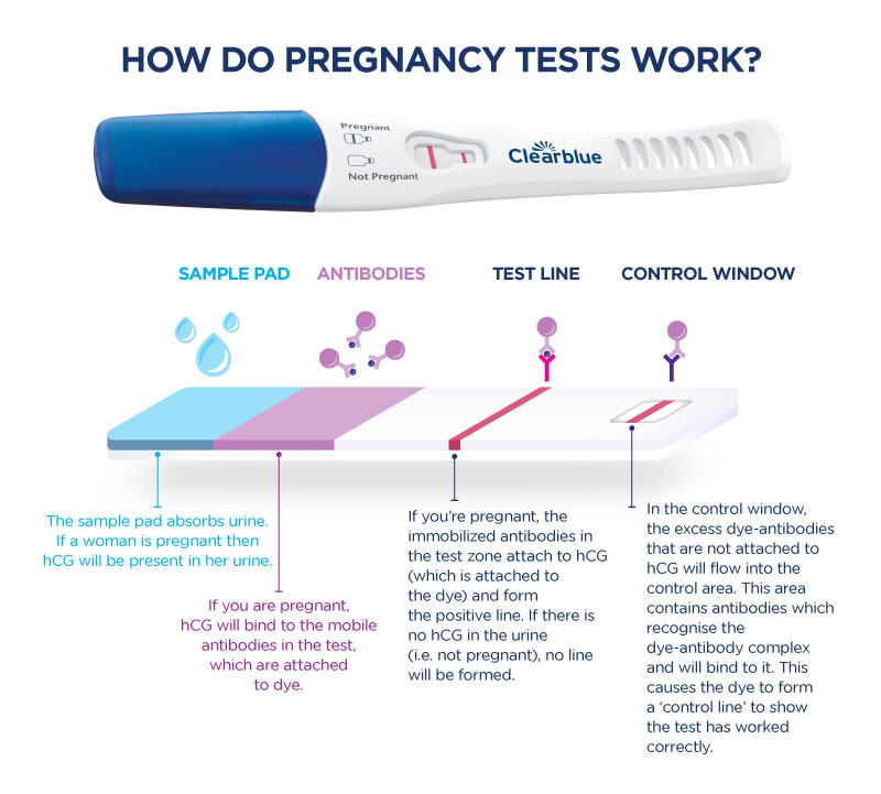 Urine Diagnostic Early Pregnancy HCG Test Kits - China at Home Fertility  Test, Female Fertility Test