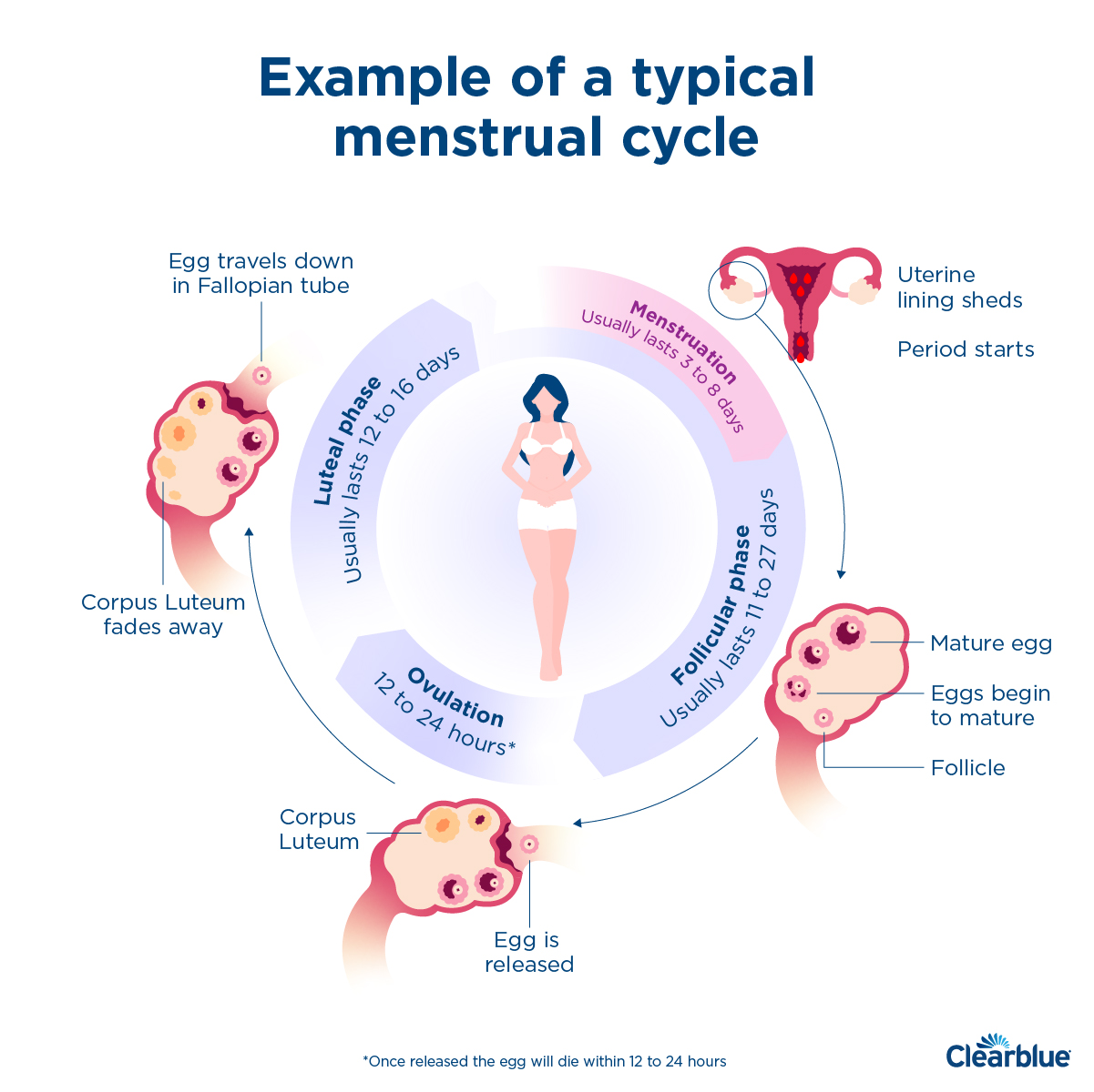 Your Period Definition Duration Symptoms And FAQs Clearblue